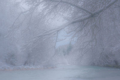 Scenic view of tree during winter