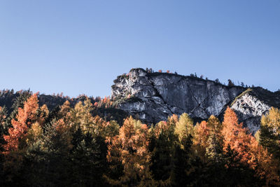 Scenic view of forest against clear sky during autumn