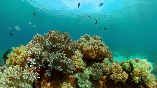 Fish swimming in sea