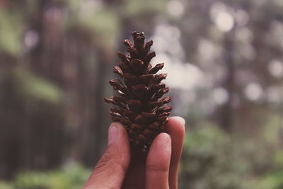 Close-up of hand holding pine cone