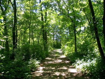 Footpath in forest