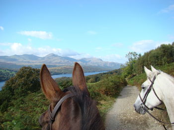 High section of horses on footpath by mountains sky