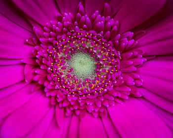 Close-up of pink daisy flower
