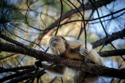 Low angle view of monkey sitting on tree