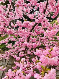 Close-up of pink cherry blossom