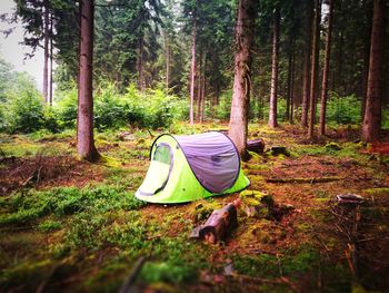 Tent in forest