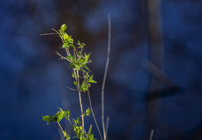 Close-up of flowering plant against blue sky