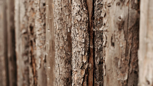 Close-up of tree trunk