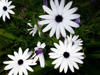 Close-up of white daisy flowers blooming outdoors