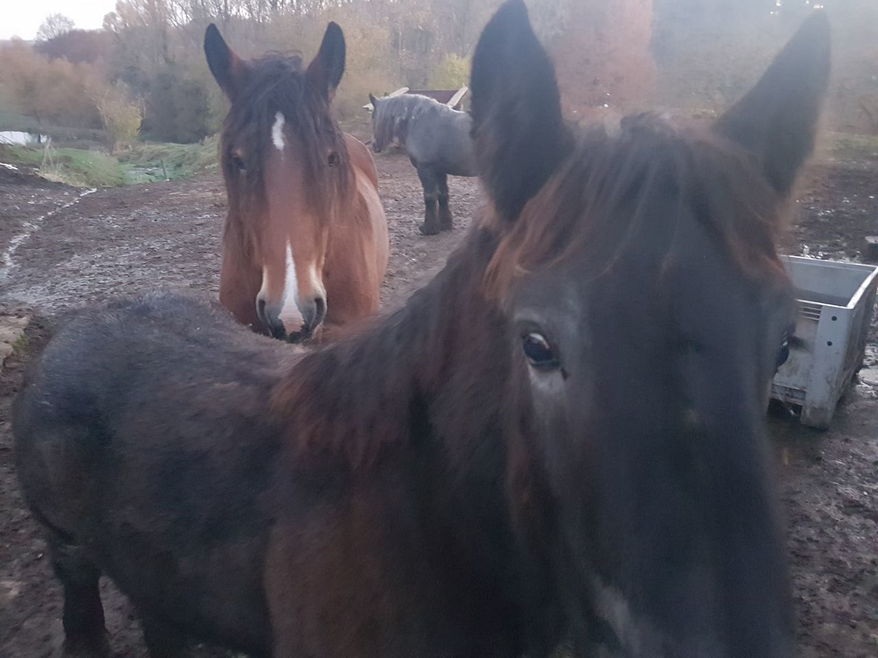 PORTRAIT OF HORSES IN THE ANIMAL