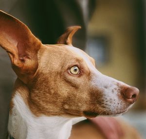 Close-up of dog