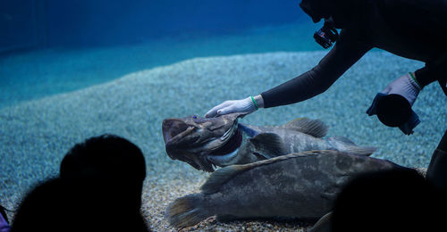 Man feeding fish in aquarium