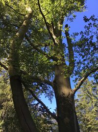 Low angle view of trees