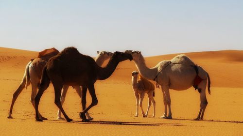 Horses in desert against clear sky