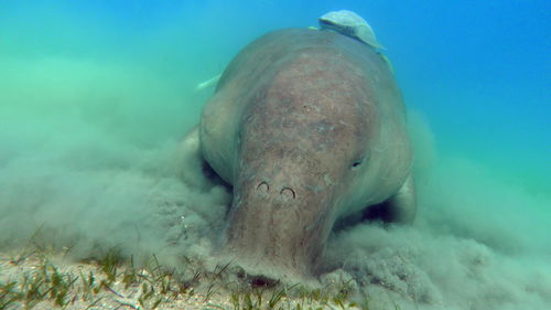 Dugongo. sea cow in marsa alam. marsa mubarak bay.