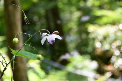 Close-up of purple flowering plant