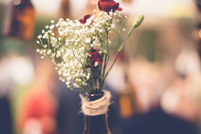 Close-up of flower against blurred background