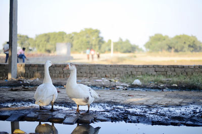 White birds perching on a land