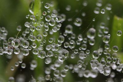 Close-up of water drops on leaves