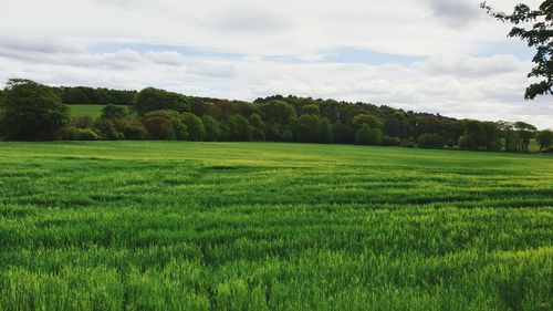 Scenic view of agricultural field against sky