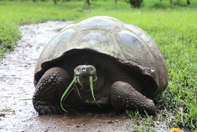 Close-up of tortoise on wet field