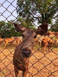 View of a horse on fence