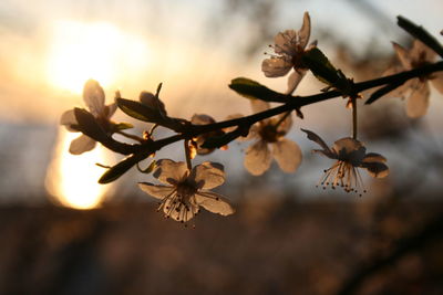 Close-up of cherry blossoms in spring during sunrise