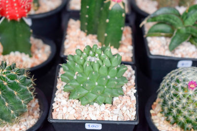 High angle view of potted plants