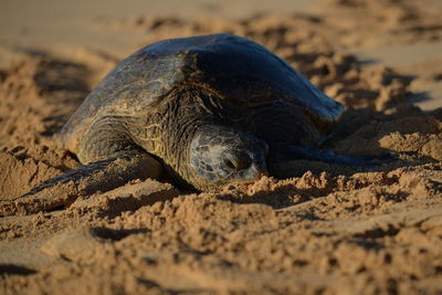 Close-up of turtle