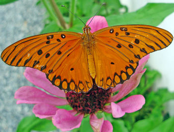 Close-up of butterfly on pink flower