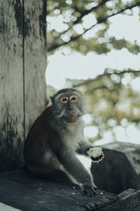 Close-up of monkey