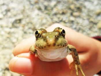 Cropped image of woman holding frog