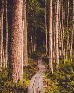 Dirt road passing through forest