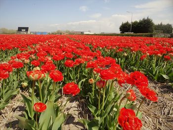 Close-up of poppies blooming in field against sky