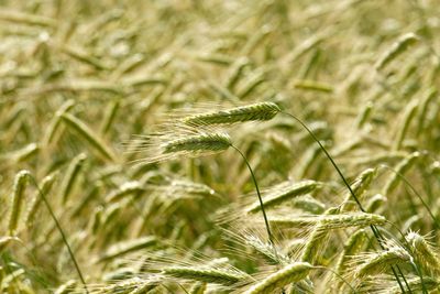 Close-up of wheat growing on field