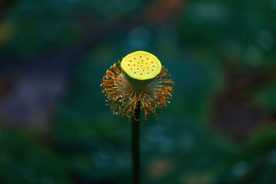 Close-up of yellow flower against blurred background