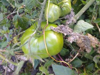 Close-up of lemon growing on plant