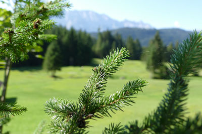 Close-up of pine tree against sky