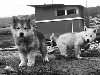 Portrait of dogs on field