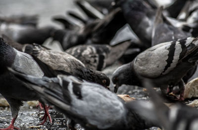 Close-up of pigeons feeding