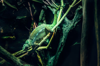 Close-up of lizard on branch