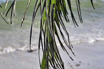 Close-up of plant on beach