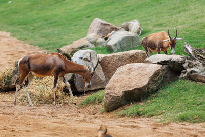 Goats on field