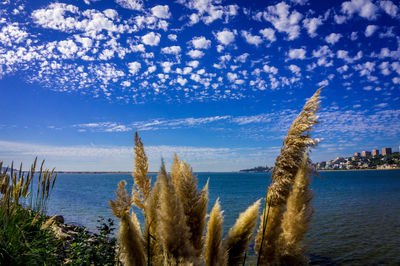 View of calm blue sea against the sky