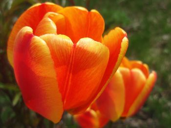 Close-up of orange flowers blooming outdoors