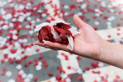 Close-up of hand holding red rose