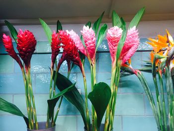 Close-up of flowers against blurred background