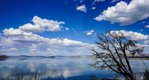 Low angle view of trees against blue sky