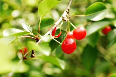 Close-up of red currents growing outdoors