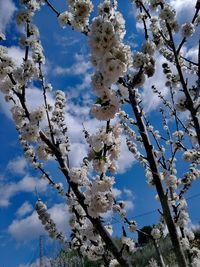 Low angle view of cherry blossoms in spring